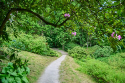 Floratal, Roseninsel, Perle von Weißenstein, UNESCO Welterbe Bergpark Wilhelmshöhe, Bergpark Wilhelmshöhe, Rosen